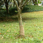 vidaXL Rouleau de jute 0,25x10 m 100 % jute 200 g/m²