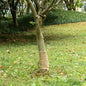 vidaXL Rouleau de jute 0,25x50 m 100 % jute 200 g/m²