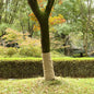 vidaXL Rouleau de jute 1x25 m 100 % jute 200 g/m²