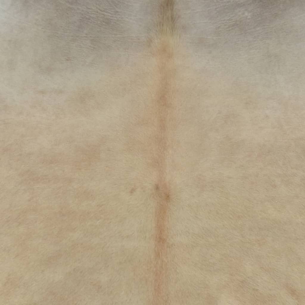 vidaXL Tapis en peau de vache véritable 150 x 170 cm Beige